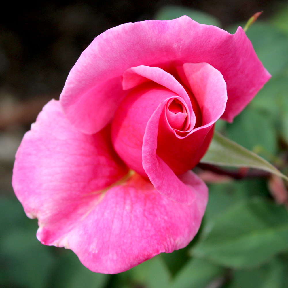 'Century Two' Rose