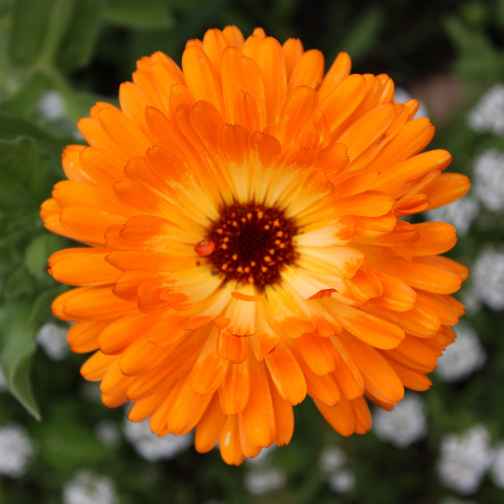 Calendula