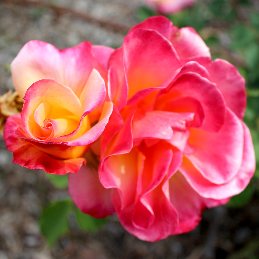 'Granada' Rose