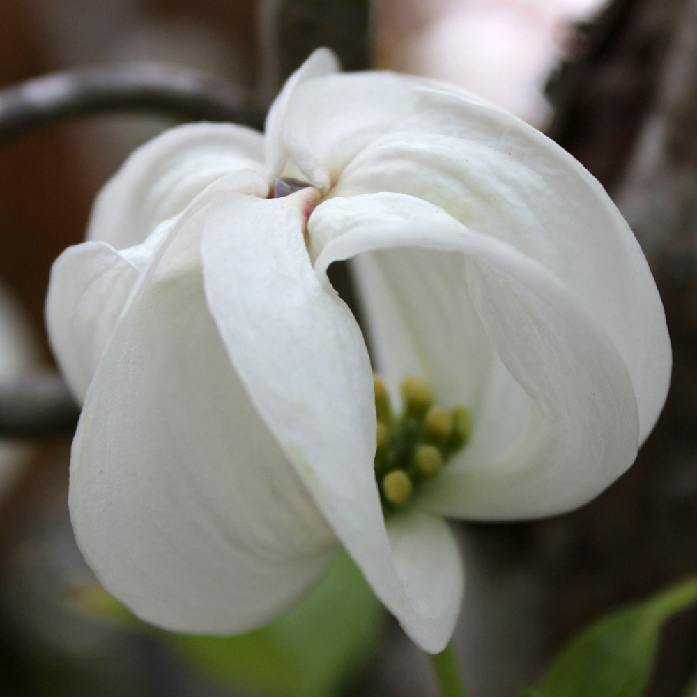 Mexican Flowering Dogwood