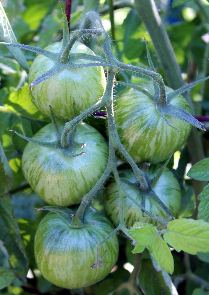 Green Tomatoes