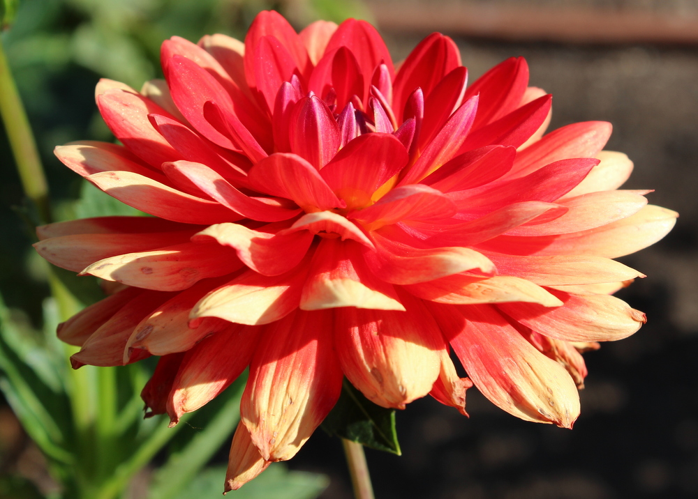 Dahlia