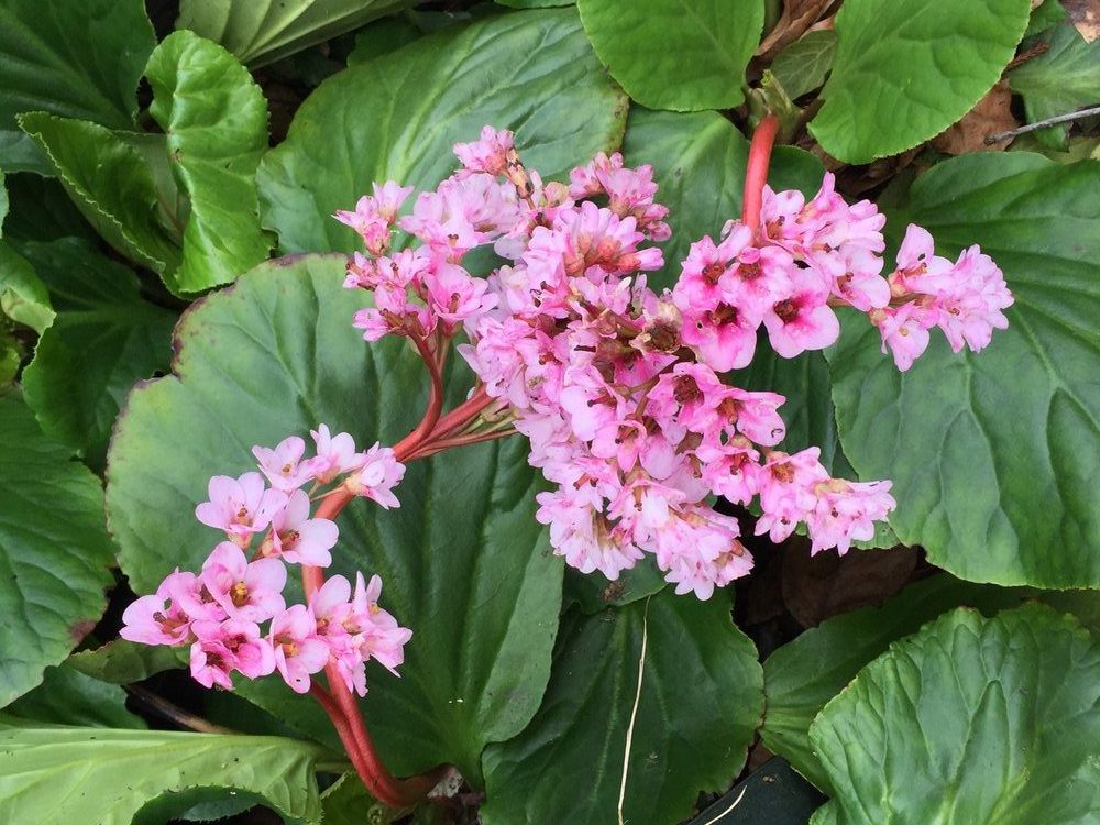 Winter-Blooming Bergenia