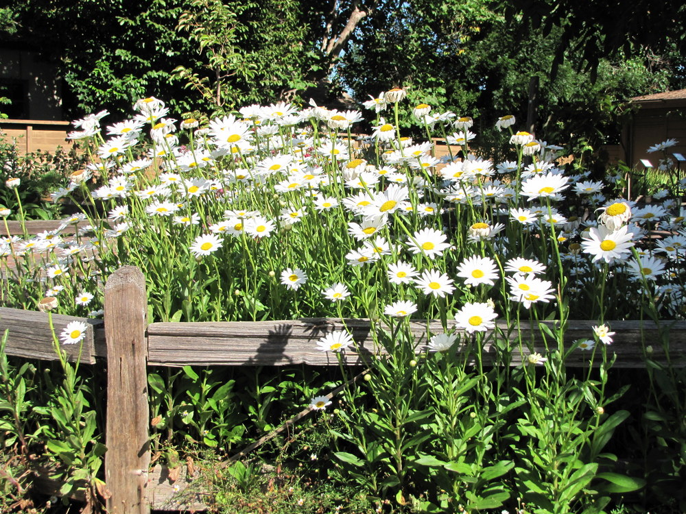 Shasta Daisies