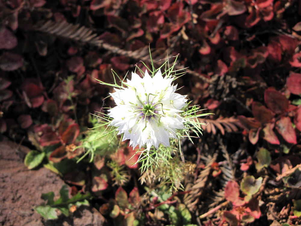 Nigella (Love-in-a-Mist)