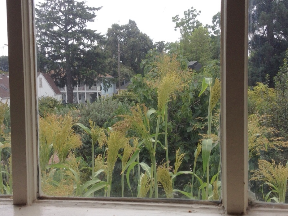 View from 2nd story office