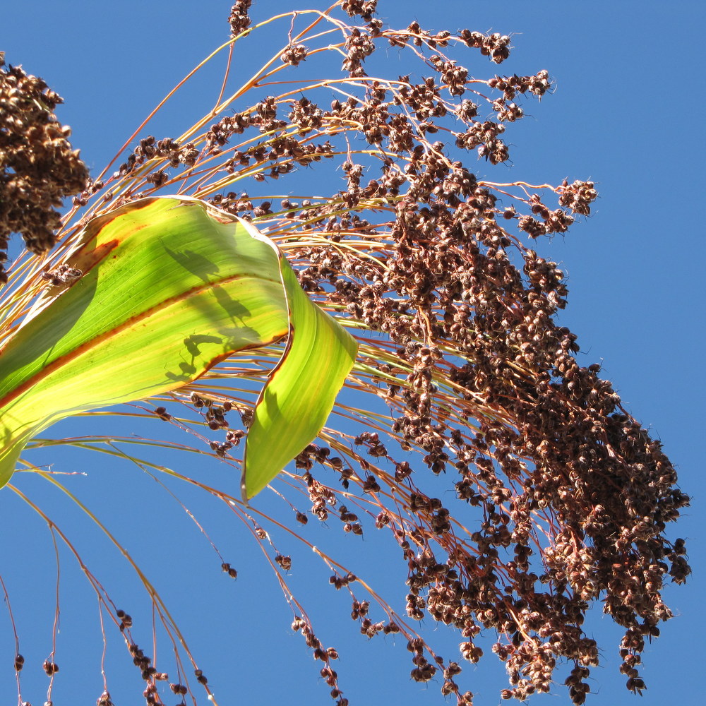 Sorghum - Broom Corn