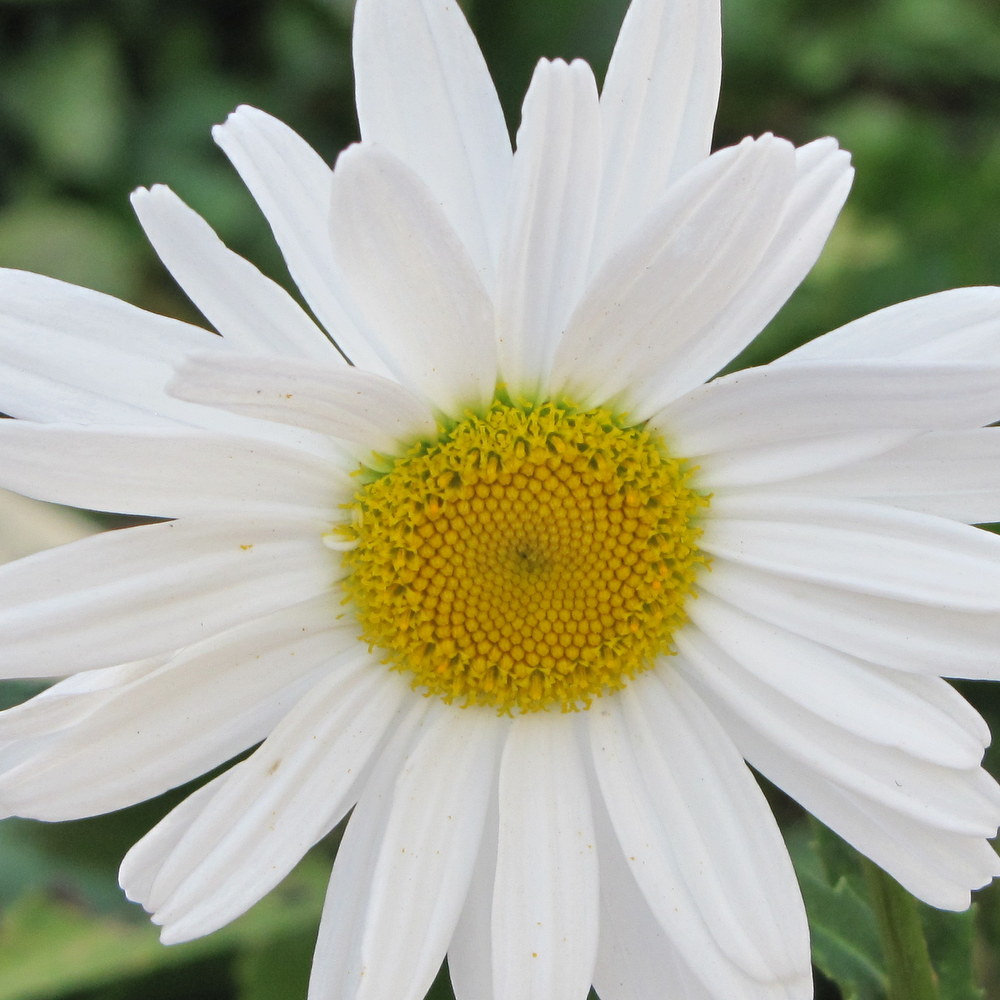 Shasta Daisy