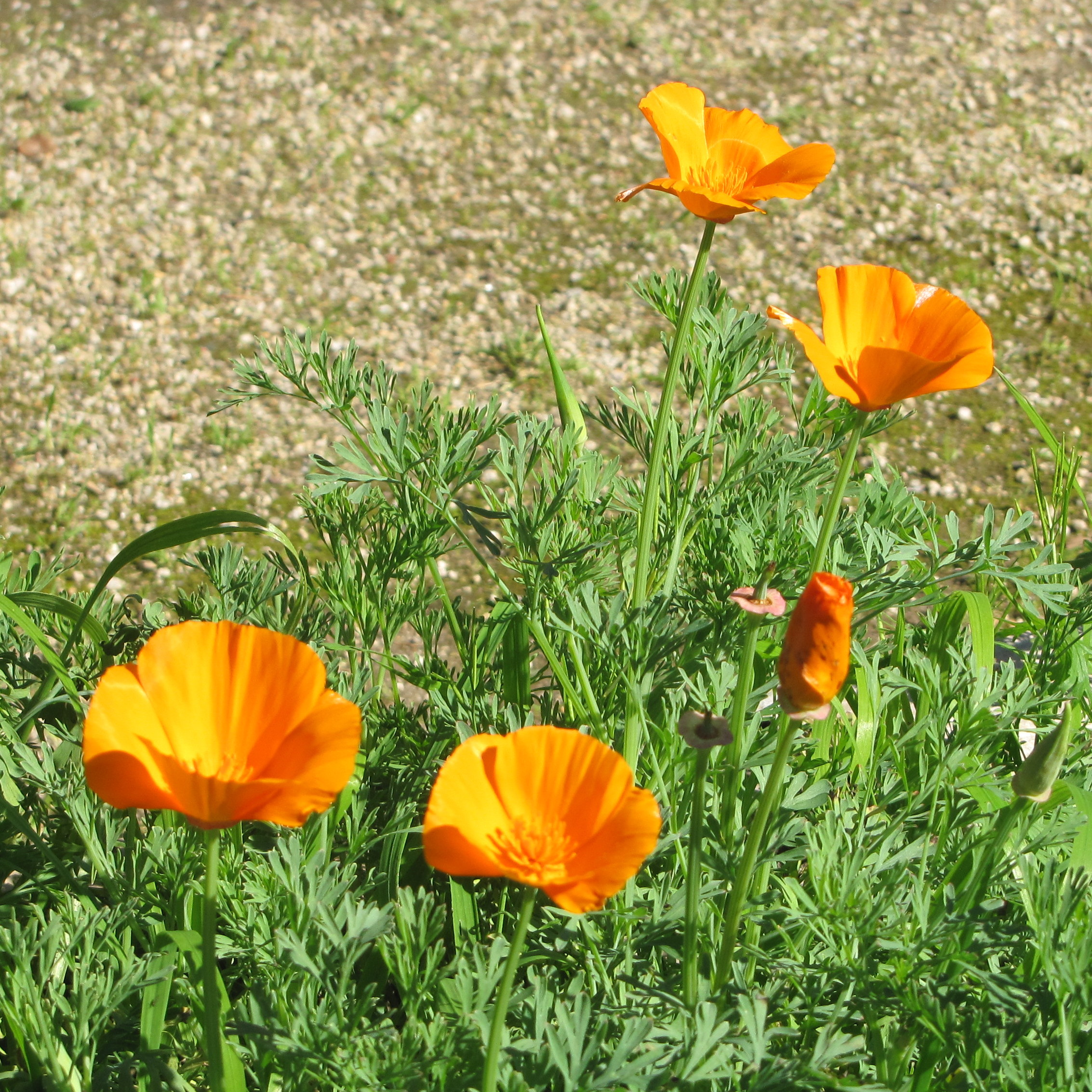 California Poppies