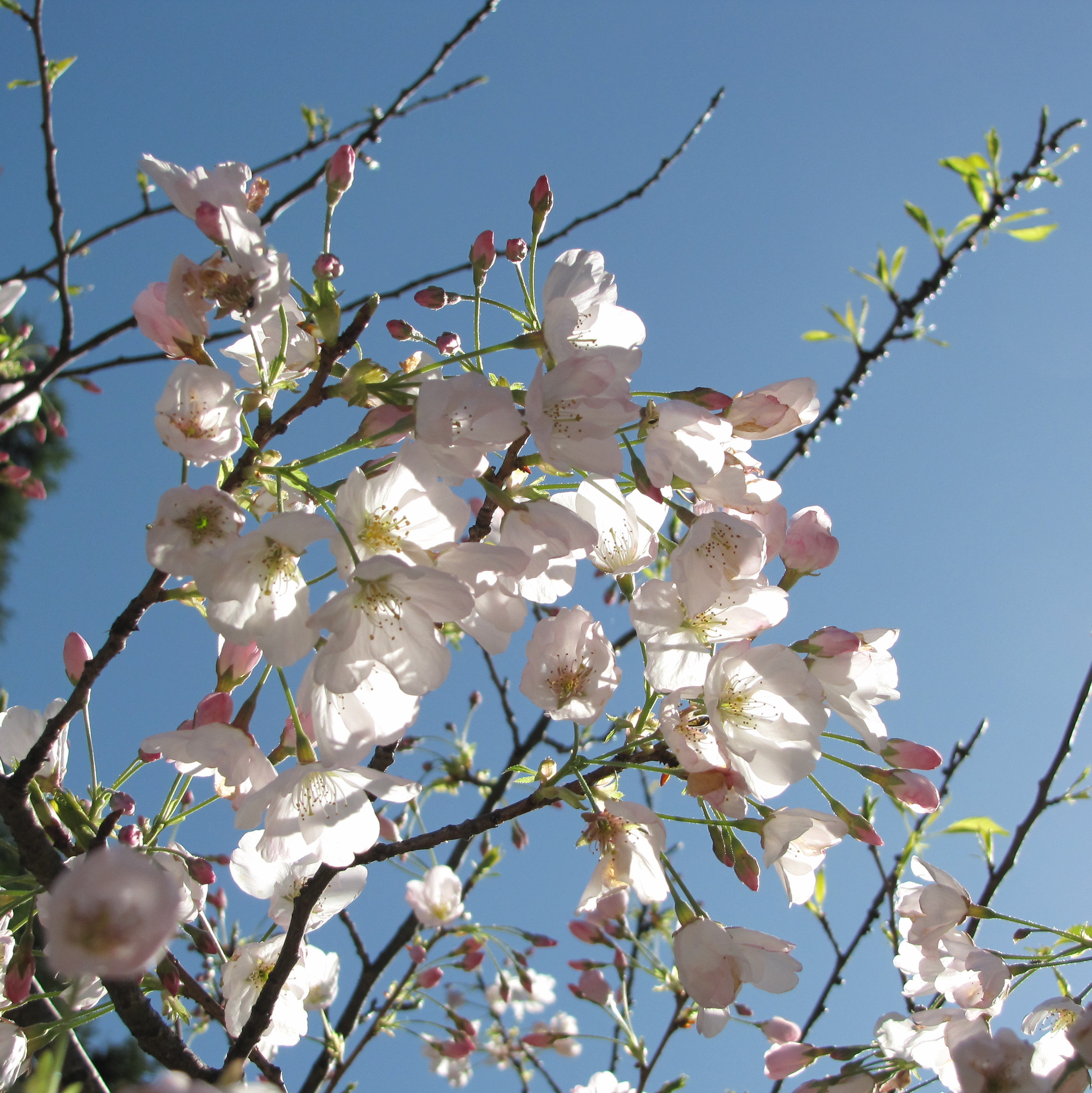 'Akebono' Flowering Cherry