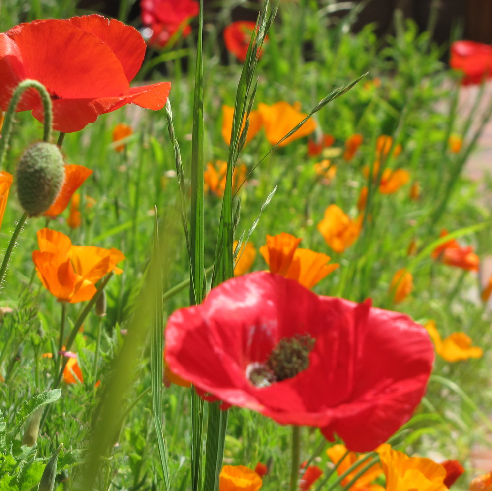 Poppies
