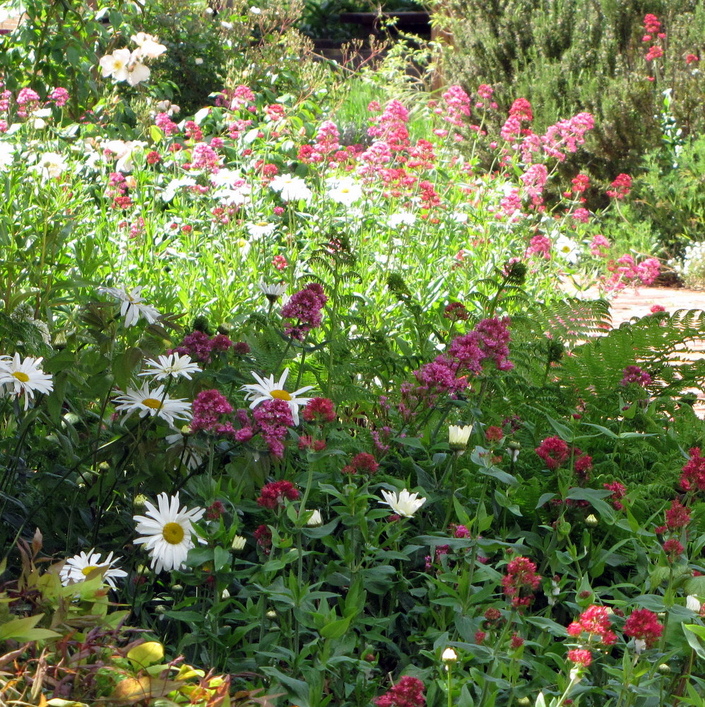Shasta Daisy & Jupiter's Beard