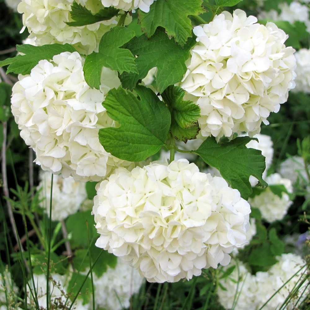 Japanese Snowball Bush