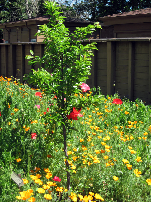 New Orchard with Poppies