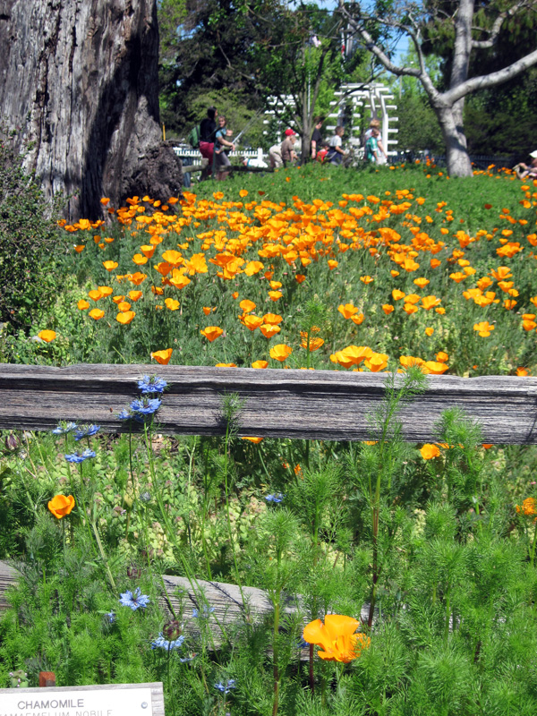 California Poppies