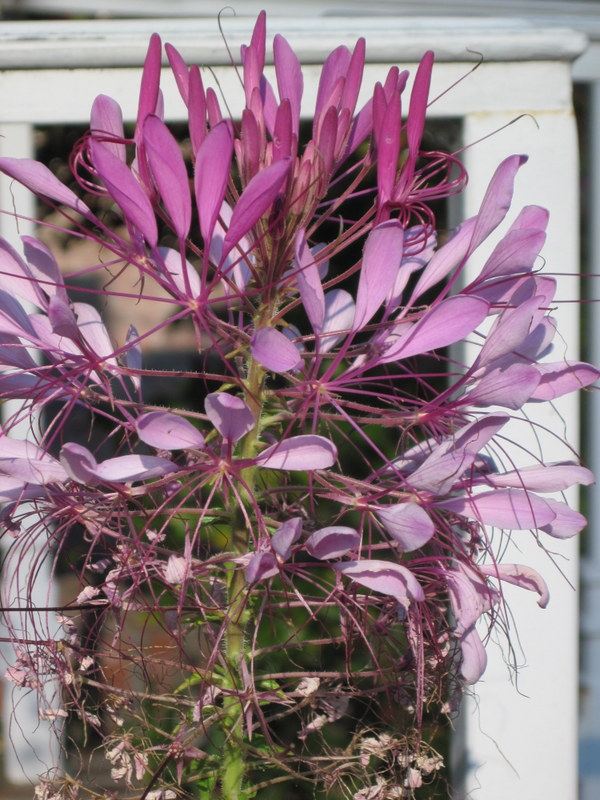 Cleome