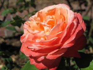 'Fascination' Rose