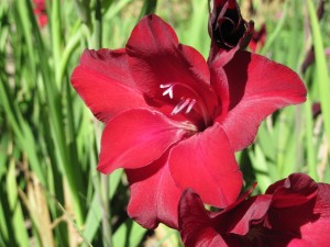 Gladiolus