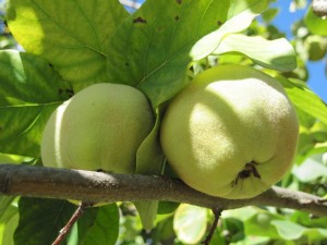 'Van Deman' Quince