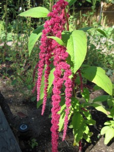 Amaranthus