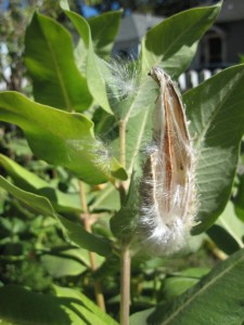 Milkweed