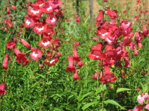 Penstemon