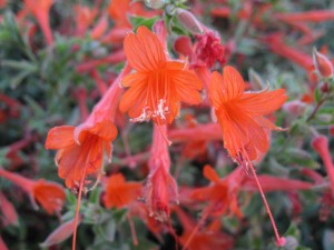 California Fuchsia