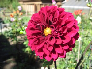 Dahlia