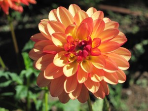 Dahlia