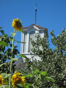 Sunflower and Carriage House