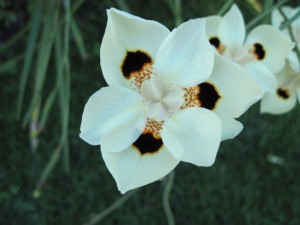 Yellow Fortnight Lily