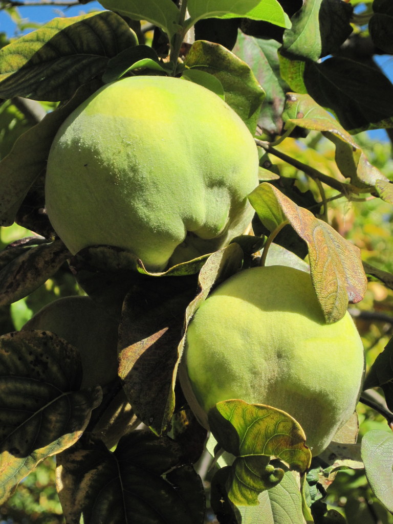 'Van Deman' Quince