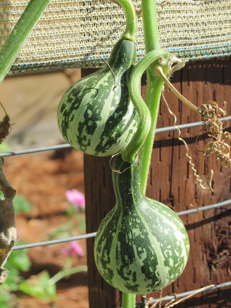 Gourds