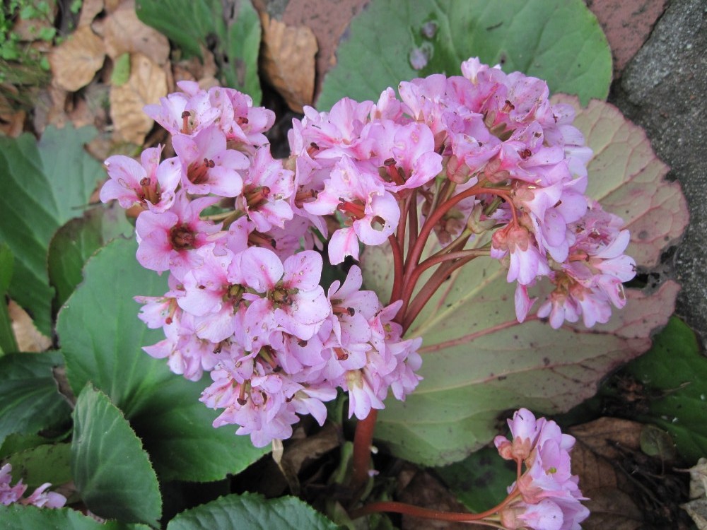 Winter Blooming Bergenia