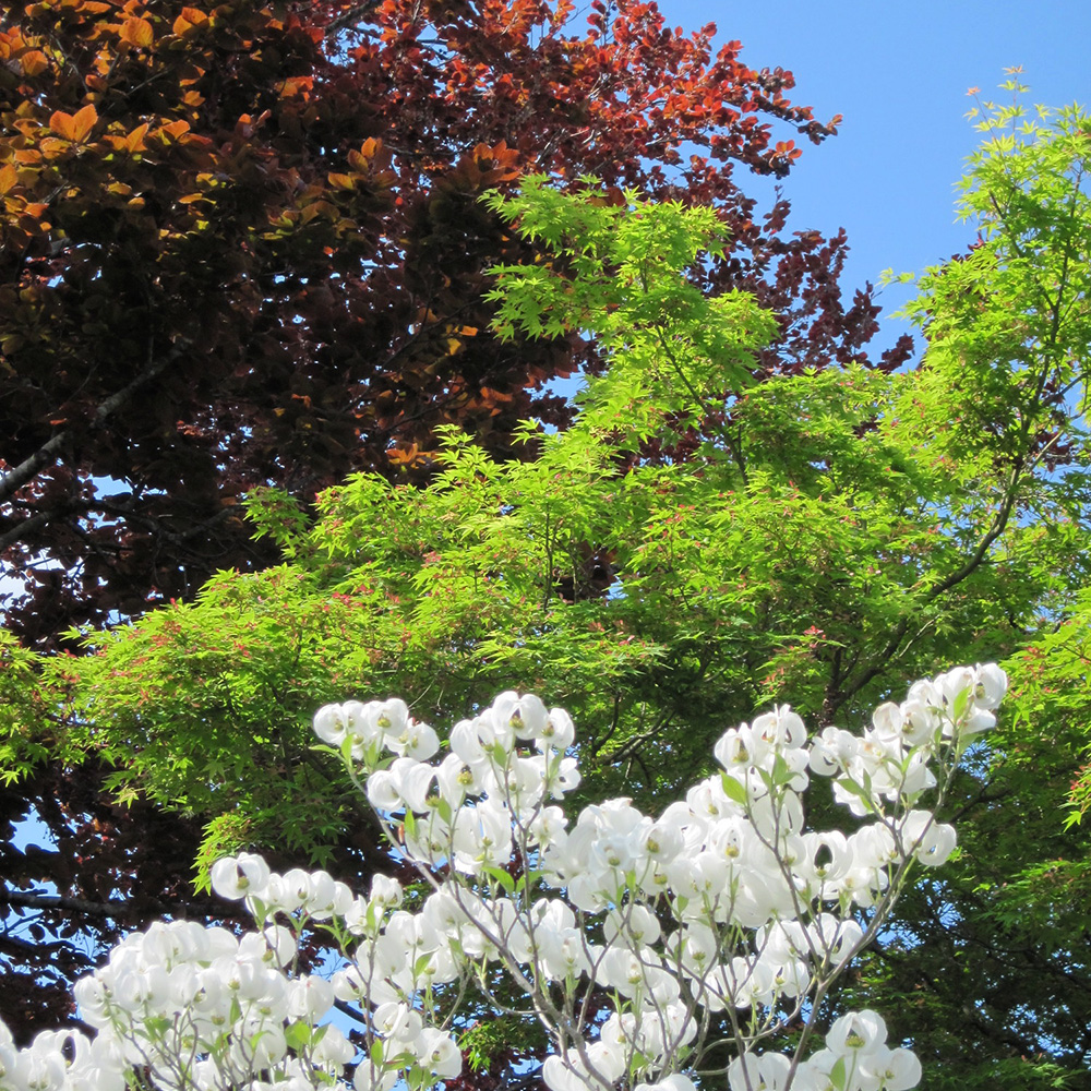 Dogwood, Maple & Copper Beech