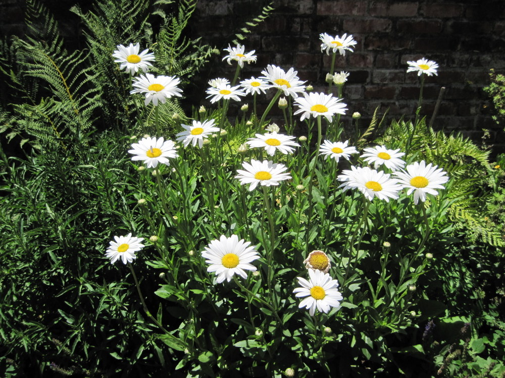Shasta Daisies