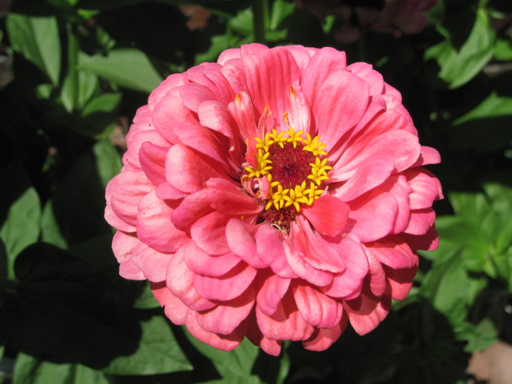 Zinnia