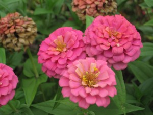 Zinnia