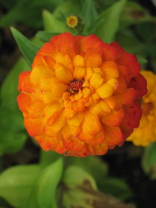 Zinnia