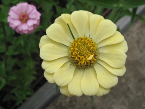 Zinnia