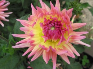 Dahlia