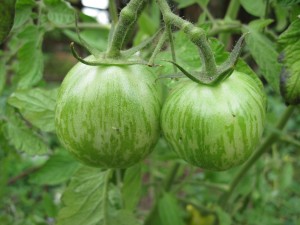 Green Tomatoes