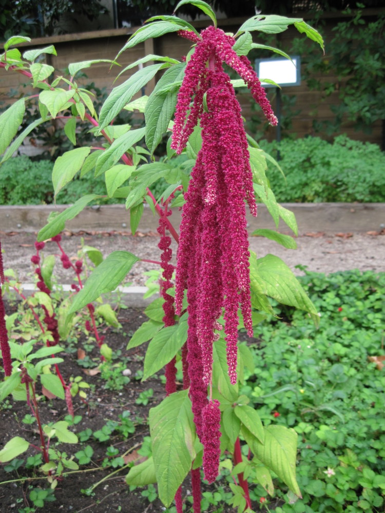 Amaranthus