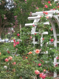 Rose Arbor