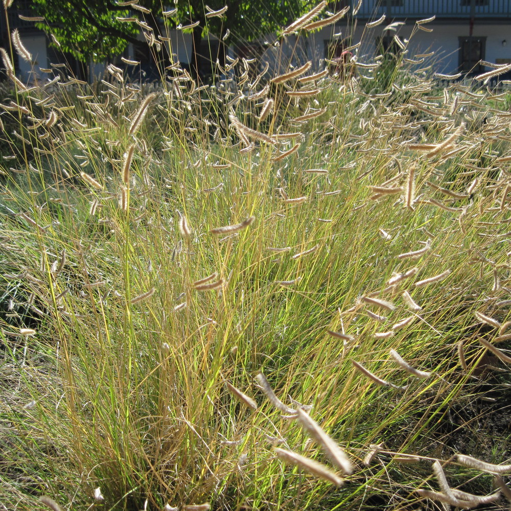 Low-Water Landscaping