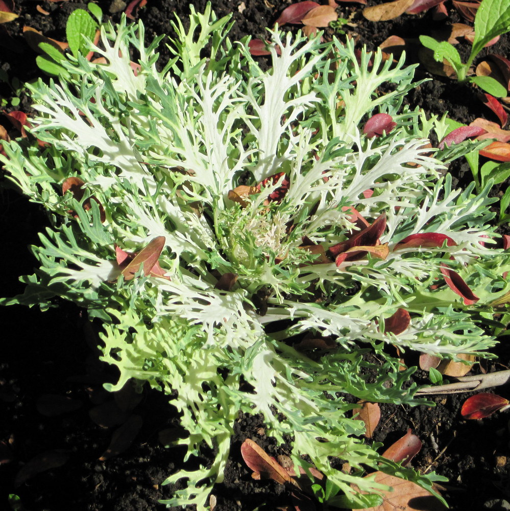 Lacy Kale