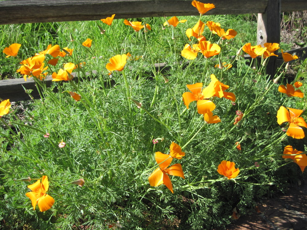 California Poppies