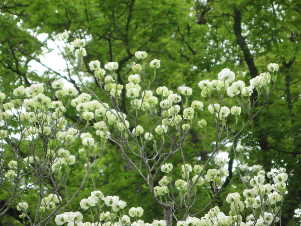 Mexican Flowering Dogwood