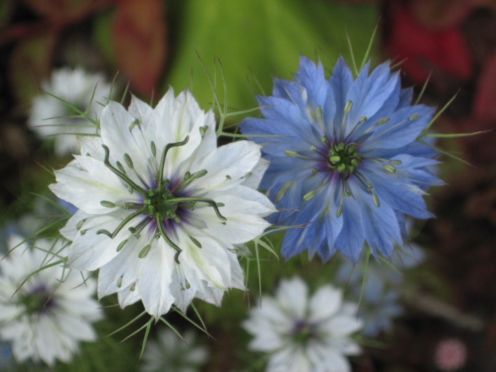 Love-in-a-Mist