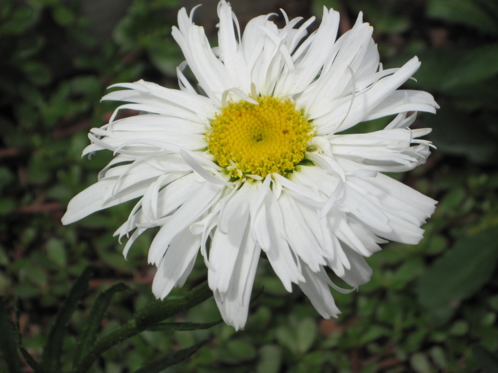 Shasta Daisy